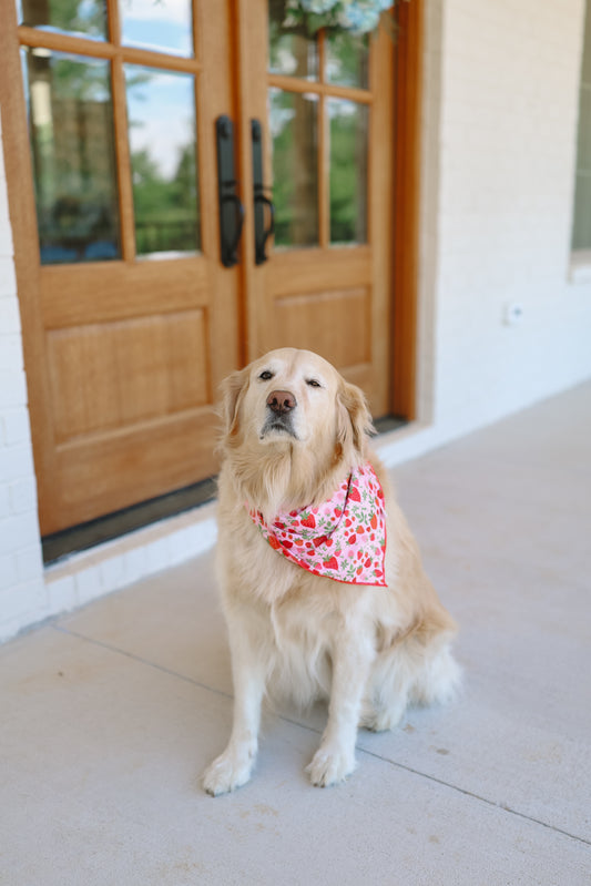 Strawberry Field Pet Bandana - L/XL