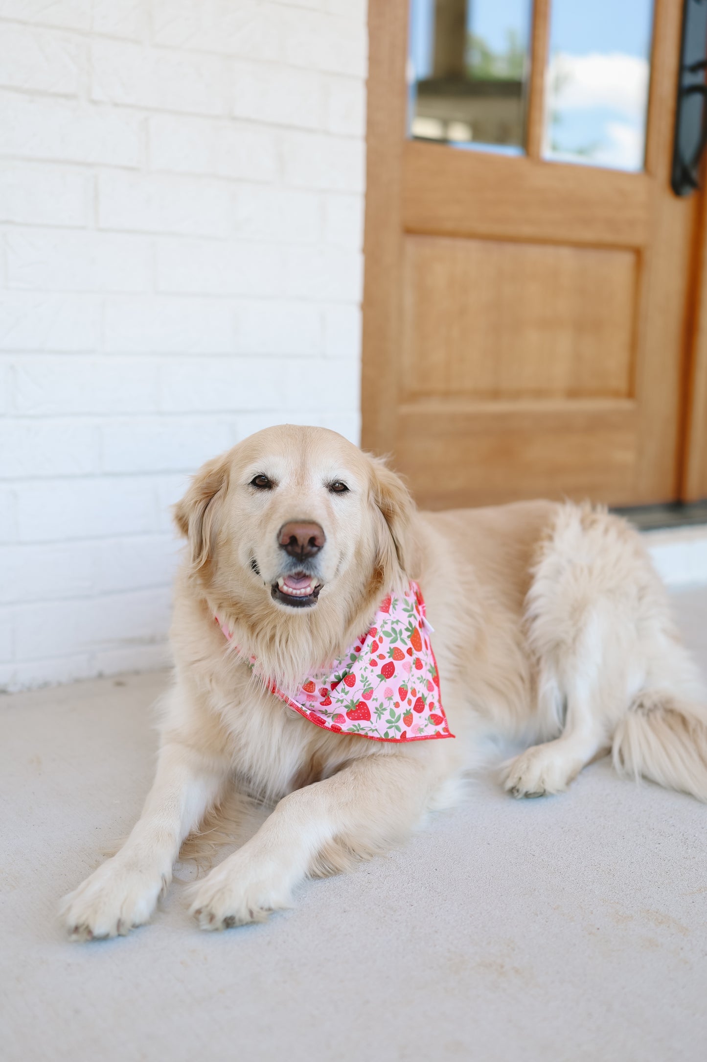 Strawberry Field Pet Bandana - S/M